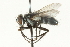  ( - CNC DIPTERA 104568)  @12 [ ] CreativeCommons - Attribution (2011) CNC/CBG Photography Group Centre for Biodiversity Genomics