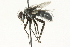  (Oswaldia sp - CNC DIPTERA 104569)  @13 [ ] CreativeCommons - Attribution (2011) CNC/CBG Photography Group Centre for Biodiversity Genomics