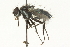  ( - CNC DIPTERA 104570)  @12 [ ] CreativeCommons - Attribution (2011) CNC/CBG Photography Group Centre for Biodiversity Genomics