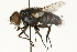  (Winthemia sminthurae - CNC DIPTERA 104591)  @15 [ ] CreativeCommons - Attribution (2011) CNC/CBG Photography Group Centre for Biodiversity Genomics