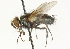  ( - CNC DIPTERA 104638)  @11 [ ] CreativeCommons - Attribution (2011) CNC/CBG Photography Group Centre for Biodiversity Genomics