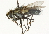  ( - CNC DIPTERA 104639)  @13 [ ] CreativeCommons - Attribution (2011) CNC/CBG Photography Group Centre for Biodiversity Genomics