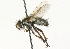  ( - CNC DIPTERA 104641)  @13 [ ] CreativeCommons - Attribution (2011) CNC/CBG Photography Group Centre for Biodiversity Genomics