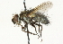  ( - CNC DIPTERA 104642)  @13 [ ] CreativeCommons - Attribution (2011) CNC/CBG Photography Group Centre for Biodiversity Genomics