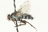  ( - CNC DIPTERA 104674)  @12 [ ] CreativeCommons - Attribution (2011) CNC/CBG Photography Group Centre for Biodiversity Genomics