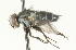  ( - CNC DIPTERA 104675)  @12 [ ] CreativeCommons - Attribution (2011) CNC/CBG Photography Group Centre for Biodiversity Genomics