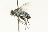  ( - CNC DIPTERA 104676)  @11 [ ] CreativeCommons - Attribution (2011) CNC/CBG Photography Group Centre for Biodiversity Genomics