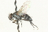  ( - CNC DIPTERA 104678)  @12 [ ] CreativeCommons - Attribution (2011) CNC/CBG Photography Group Centre for Biodiversity Genomics