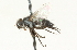  ( - CNC DIPTERA 104679)  @13 [ ] CreativeCommons - Attribution (2011) CNC/CBG Photography Group Centre for Biodiversity Genomics