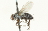  ( - CNC DIPTERA 104680)  @14 [ ] CreativeCommons - Attribution (2011) CNC/CBG Photography Group Centre for Biodiversity Genomics