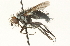  ( - CNC DIPTERA 104687)  @13 [ ] CreativeCommons - Attribution (2011) CNC/CBG Photography Group Centre for Biodiversity Genomics