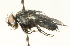  ( - CNC DIPTERA 104688)  @12 [ ] CreativeCommons - Attribution (2011) CNC/CBG Photography Group Centre for Biodiversity Genomics