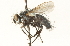  ( - CNC DIPTERA 104690)  @13 [ ] CreativeCommons - Attribution (2011) CNC/CBG Photography Group Centre for Biodiversity Genomics