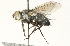  ( - CNC DIPTERA 104691)  @12 [ ] CreativeCommons - Attribution (2011) CNC/CBG Photography Group Centre for Biodiversity Genomics