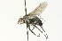  ( - CNC DIPTERA 104693)  @13 [ ] CreativeCommons - Attribution (2011) CNC/CBG Photography Group Centre for Biodiversity Genomics