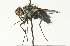  ( - CNC DIPTERA 104694)  @11 [ ] CreativeCommons - Attribution (2011) CNC/CBG Photography Group Centre for Biodiversity Genomics