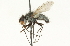  ( - CNC DIPTERA 104711)  @11 [ ] CreativeCommons - Attribution (2011) CNC/CBG Photography Group Centre for Biodiversity Genomics