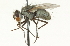  ( - CNC DIPTERA 104712)  @13 [ ] CreativeCommons - Attribution (2011) CNC/CBG Photography Group Centre for Biodiversity Genomics