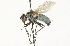  (Dolichocodia sp - CNC DIPTERA 104715)  @14 [ ] CreativeCommons - Attribution (2011) CNC/CBG Photography Group Centre for Biodiversity Genomics