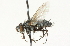  ( - CNC DIPTERA 104719)  @12 [ ] CreativeCommons - Attribution (2011) CNC/CBG Photography Group Centre for Biodiversity Genomics