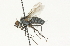  ( - CNC DIPTERA 104720)  @13 [ ] CreativeCommons - Attribution (2011) CNC/CBG Photography Group Centre for Biodiversity Genomics