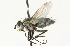  ( - CNC DIPTERA 104721)  @14 [ ] CreativeCommons - Attribution (2011) CNC/CBG Photography Group Centre for Biodiversity Genomics