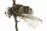 ( - CNC DIPTERA 104727)  @12 [ ] CreativeCommons - Attribution (2011) CNC/CBG Photography Group Centre for Biodiversity Genomics