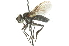  ( - CNC DIPTERA 104818)  @13 [ ] CreativeCommons - Attribution (2011) CNC/CBG Photography Group Centre for Biodiversity Genomics