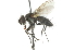  ( - CNC DIPTERA 104819)  @13 [ ] CreativeCommons - Attribution (2011) CNC/CBG Photography Group Centre for Biodiversity Genomics