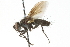  ( - CNC DIPTERA 104820)  @13 [ ] CreativeCommons - Attribution (2011) CNC/CBG Photography Group Centre for Biodiversity Genomics