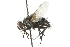  (Zizyphomyia - CNC DIPTERA 104836)  @14 [ ] CreativeCommons - Attribution (2011) CNC/CBG Photography Group Centre for Biodiversity Genomics