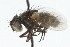  (Bessa sp. 1 - CNC DIPTERA 104845)  @12 [ ] CreativeCommons - Attribution (2011) CNC/CBG Photography Group Centre for Biodiversity Genomics