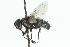  ( - CNC DIPTERA 104873)  @12 [ ] CreativeCommons - Attribution (2011) CNC/CBG Photography Group Centre for Biodiversity Genomics