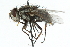  ( - CNC DIPTERA 104916)  @14 [ ] CreativeCommons - Attribution (2011) CNC/CBG Photography Group Centre for Biodiversity Genomics