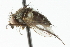  ( - CNC DIPTERA 104948)  @11 [ ] CreativeCommons - Attribution (2011) CNC/CBG Photography Group Centre for Biodiversity Genomics