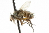  ( - CNC DIPTERA 105003)  @13 [ ] CreativeCommons - Attribution (2011) CNC/CBG Photography Group Centre for Biodiversity Genomics