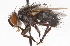  ( - CNC DIPTERA 105119)  @14 [ ] CreativeCommons - Attribution (2011) CNC/CBG Photography Group Centre for Biodiversity Genomics