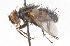  (Nilea noctuiformis - CNC DIPTERA 105125)  @14 [ ] CreativeCommons - Attribution (2011) CNC/CBG Photography Group Centre for Biodiversity Genomics