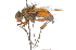  (Ptilodexia maculata - CNC DIPTERA 105154)  @13 [ ] CreativeCommons - Attribution (2011) CNC/CBG Photography Group Centre for Biodiversity Genomics