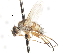  (Siphona maculata - CNC DIPTERA 105040)  @14 [ ] CreativeCommons - Attribution (2011) CNC/CBG Photography Group Centre for Biodiversity Genomics