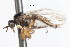  (Platypalpus nr. albiseta - CNC DIPTERA 105439)  @12 [ ] CreativeCommons - Attribution (2011) CNC/CBG Photography Group Centre for Biodiversity Genomics