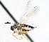  ( - CNC DIPTERA 105443)  @14 [ ] CreativeCommons - Attribution (2011) CNC/CBG Photography Group Centre for Biodiversity Genomics