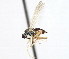  ( - CNC DIPTERA 105444)  @11 [ ] CreativeCommons - Attribution (2011) CNC/CBG Photography Group Centre for Biodiversity Genomics