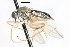  ( - CNC DIPTERA 105446)  @13 [ ] CreativeCommons - Attribution (2011) CNC/CBG Photography Group Centre for Biodiversity Genomics