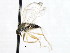  ( - CNC DIPTERA 105447)  @12 [ ] CreativeCommons - Attribution (2011) CNC/CBG Photography Group Centre for Biodiversity Genomics