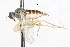  (Platypalpus holosericus - CNC DIPTERA 105450)  @12 [ ] CreativeCommons - Attribution (2011) CNC/CBG Photography Group Centre for Biodiversity Genomics