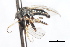  ( - CNC DIPTERA 105455)  @12 [ ] CreativeCommons - Attribution (2011) CNC/CBG Photography Group Centre for Biodiversity Genomics