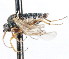  ( - CNC DIPTERA 105458)  @11 [ ] CreativeCommons - Attribution (2011) CNC/CBG Photography Group Centre for Biodiversity Genomics