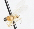  ( - CNC DIPTERA 105463)  @12 [ ] CreativeCommons - Attribution (2011) CNC/CBG Photography Group Centre for Biodiversity Genomics