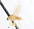  ( - CNC DIPTERA 105466)  @11 [ ] CreativeCommons - Attribution (2011) CNC/CBG Photography Group Centre for Biodiversity Genomics